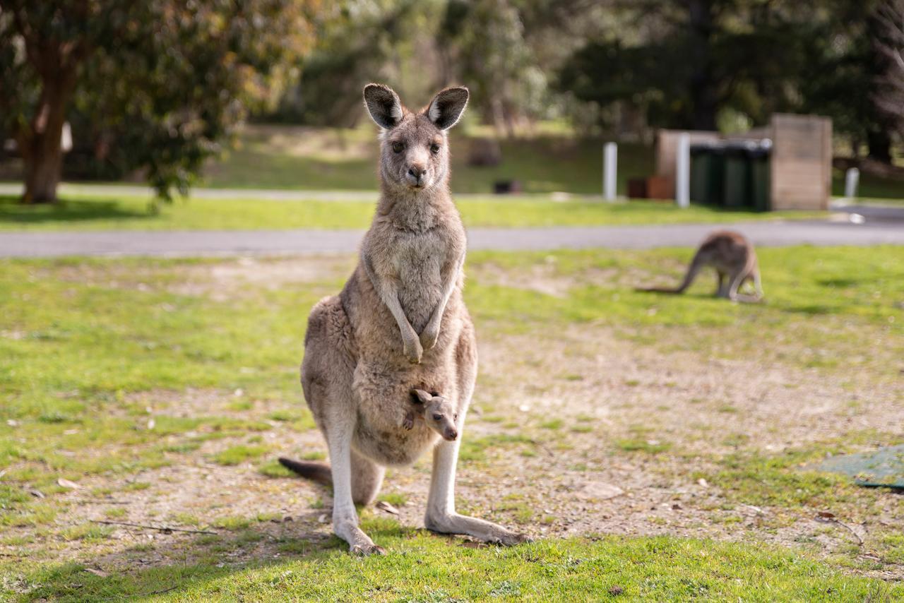 Breeze Holiday Parks - Halls Gap Eksteriør bilde